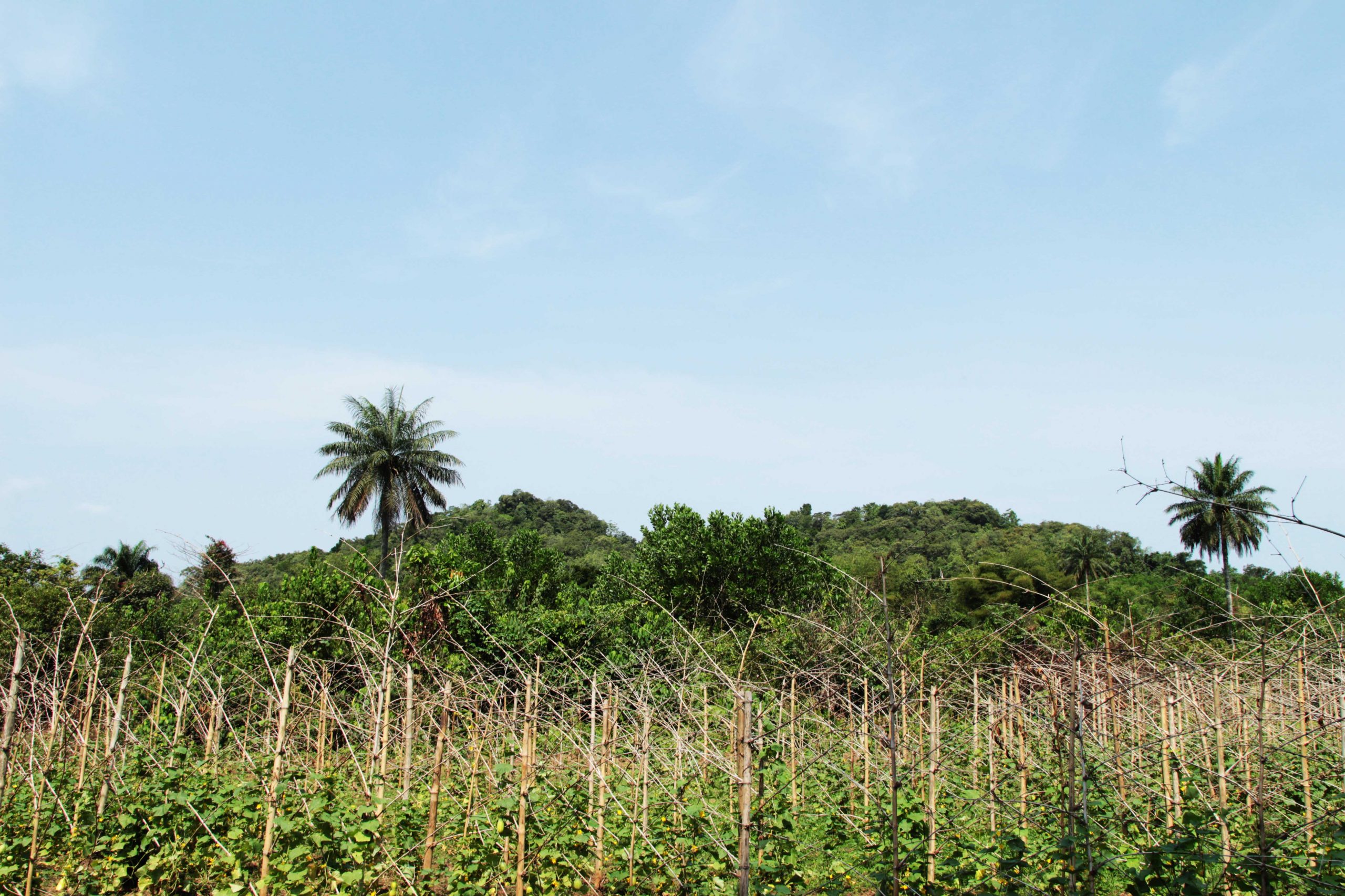 A farm in Liberia