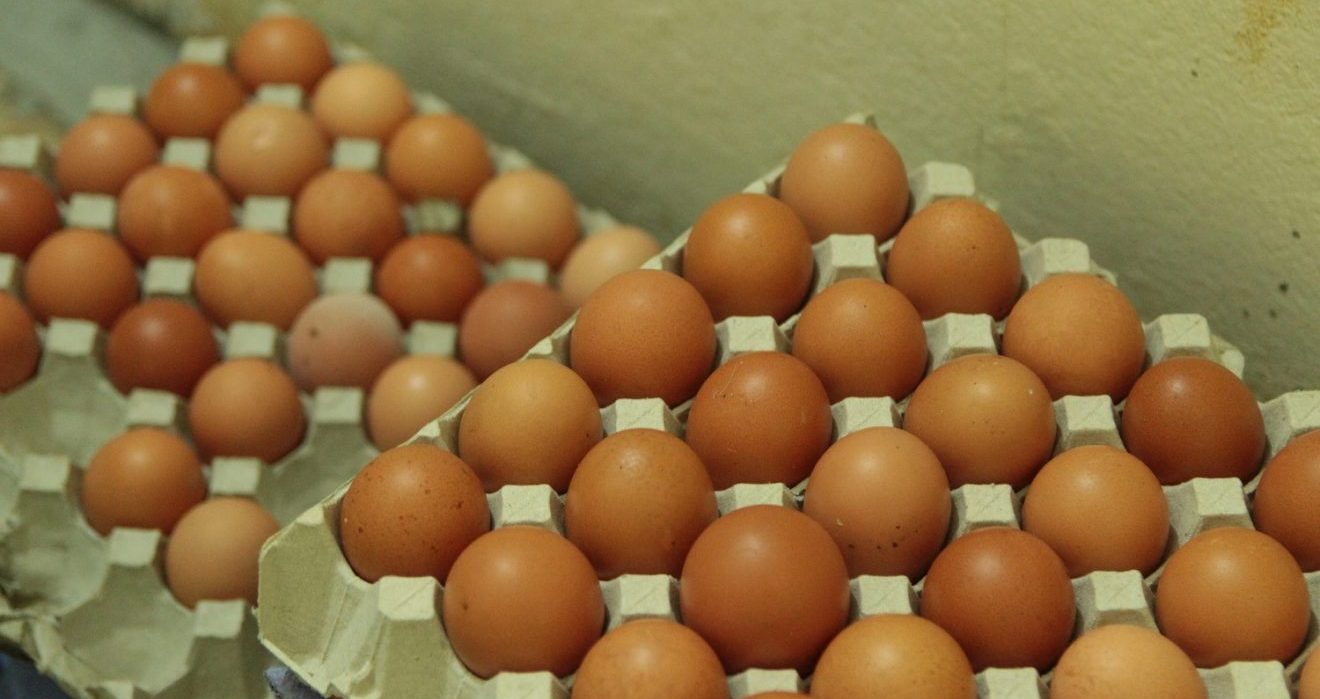Poultry hatchery eggs