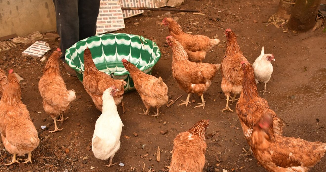 chickens feeding