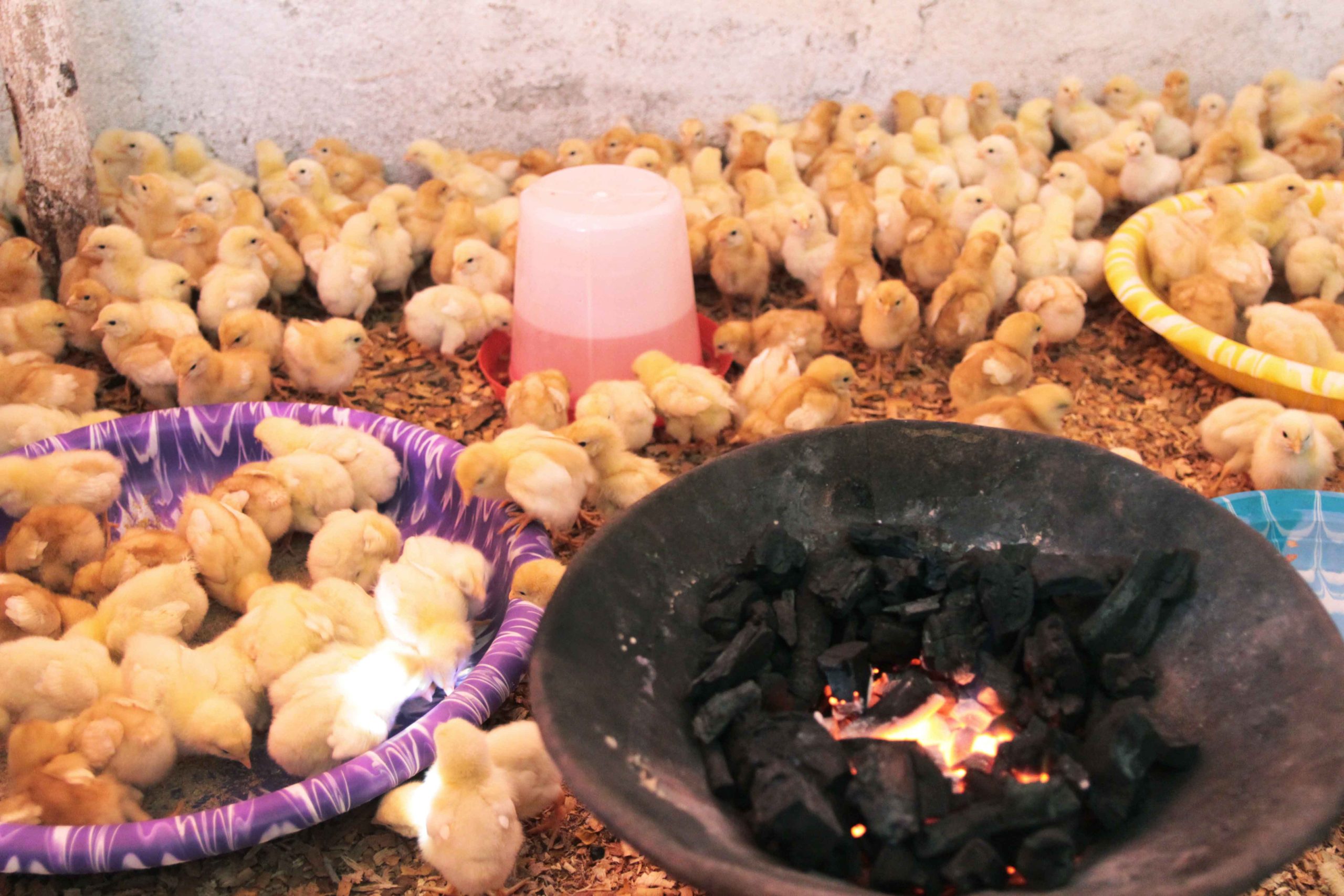 Chickens raised by Ciatta, a farmer in Liberia