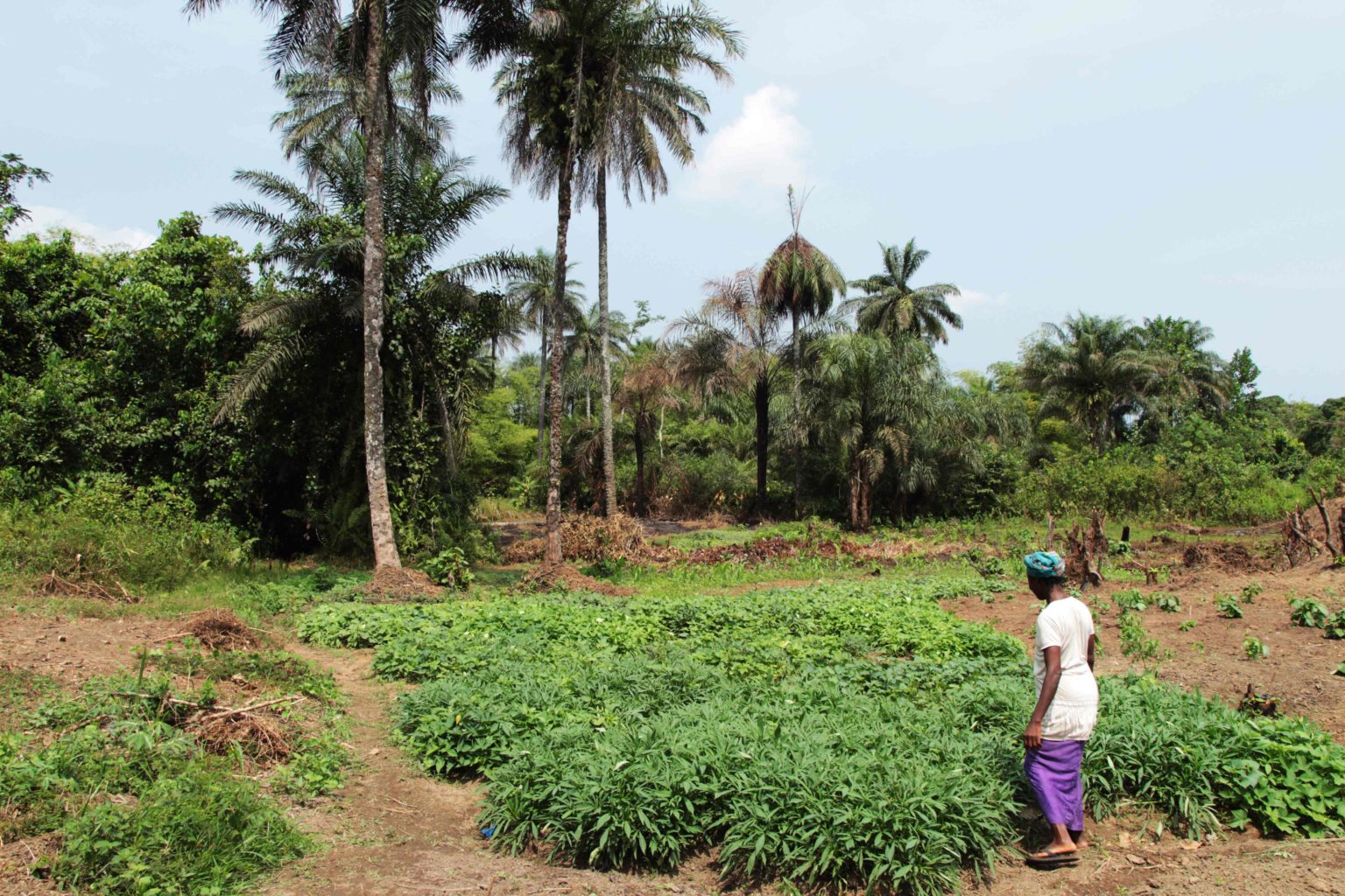 Training unlocks a lifetime of knowledge for farmers in Liberia — BRAC USA