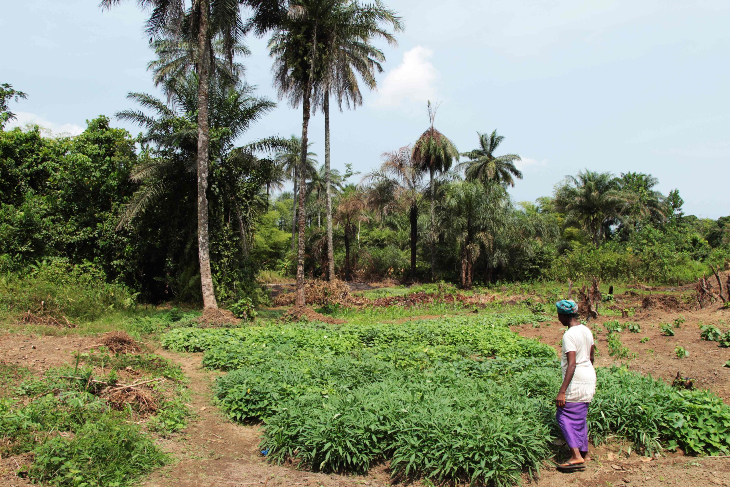 Farmer Fatu in her field in Liberia