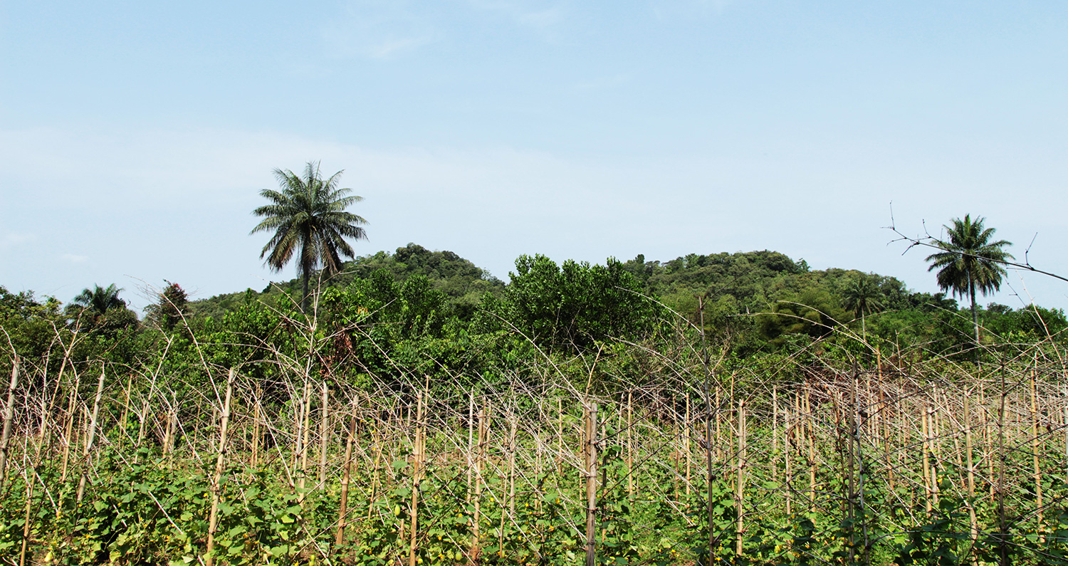 Photo of a climate-smart farm in Liberia