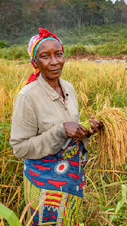 Lucy a rice farmer.