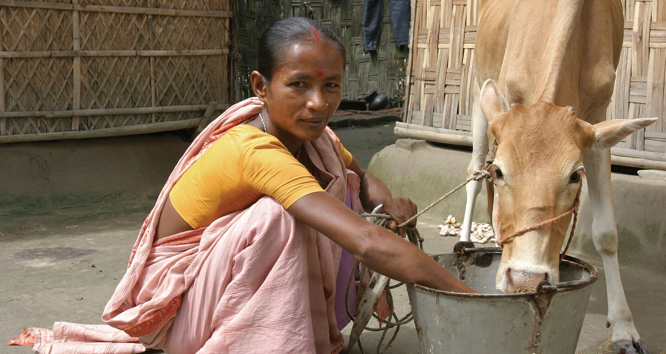 A woman in Bangladesh gives water to her cow