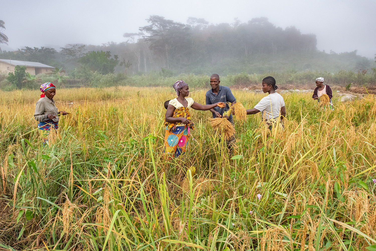 Lucy harvests rice alongside other farmers in her cooperative