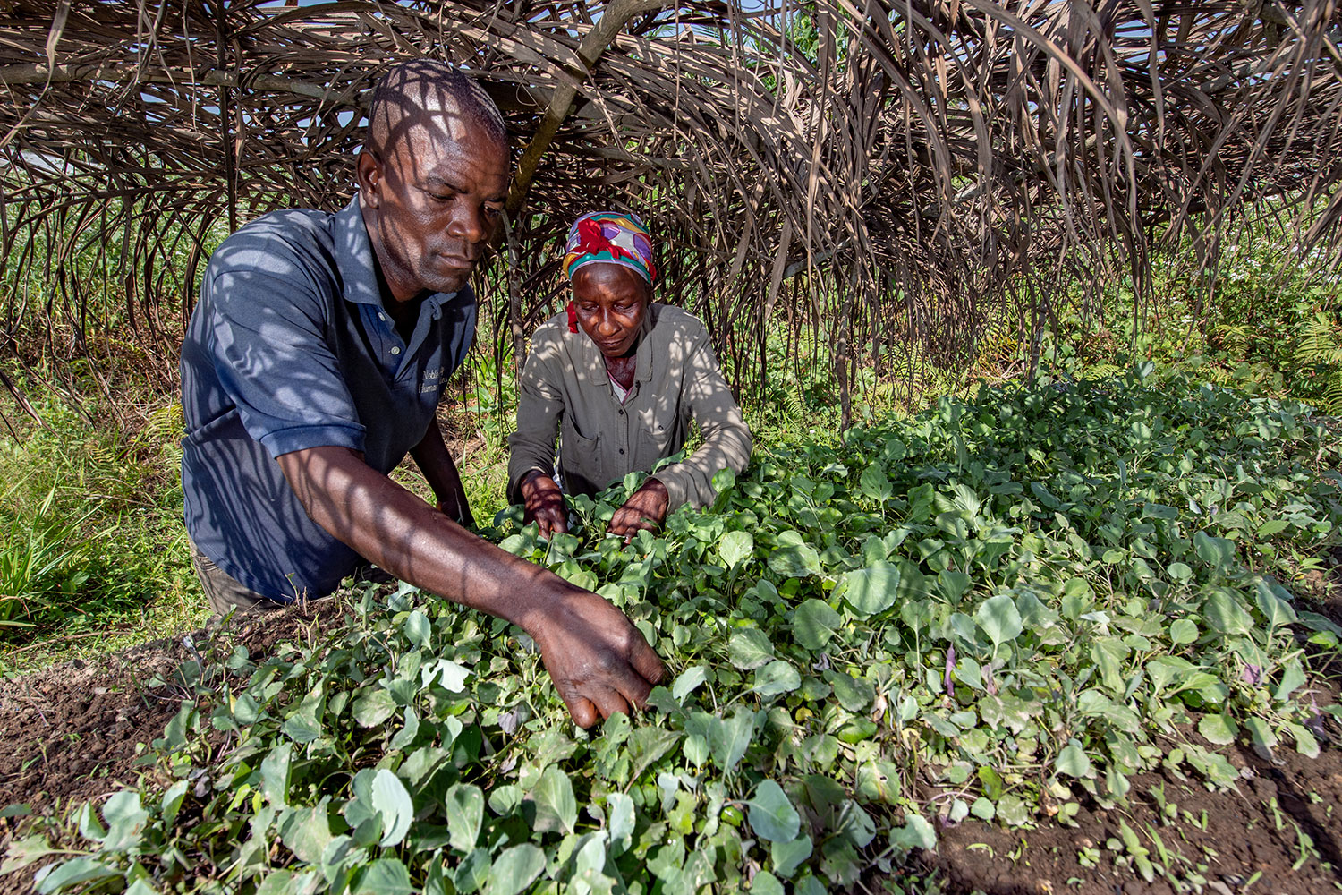 Lucy and a lead farmer in her cooperative tend to raised beds of seedlings