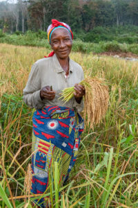 Lucy stands in a rice field and smiles while harvesting rice
