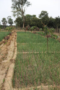 A mix of trees and secondary crops is planted on Marjina's farm in Bangladesh.