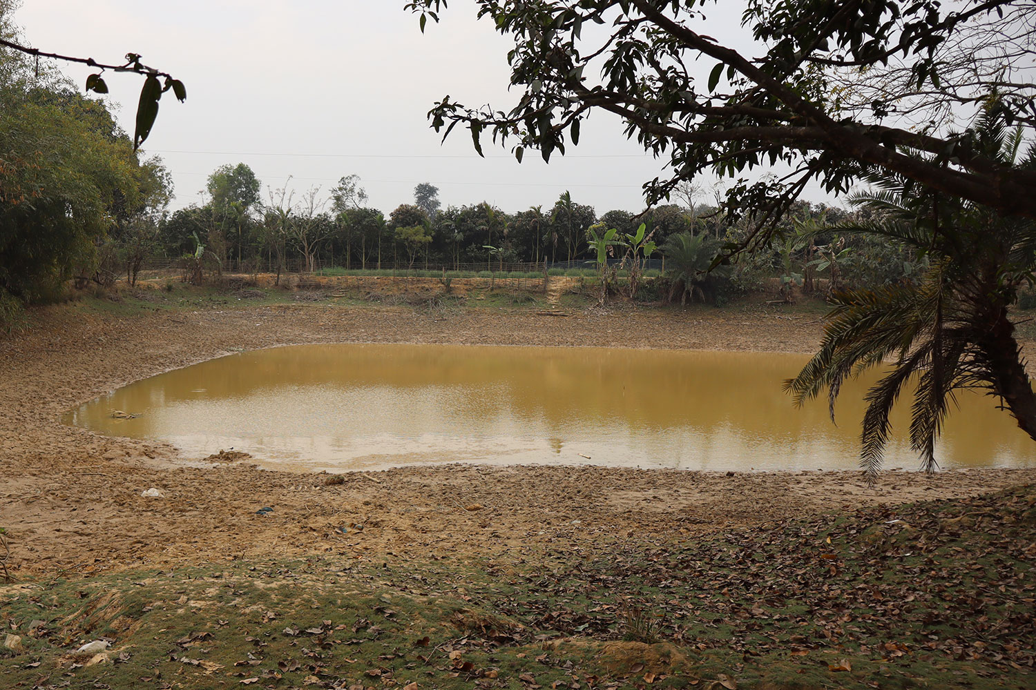 A pond on Marjina's property in Bangladesh on March 3rd will be dry by April.