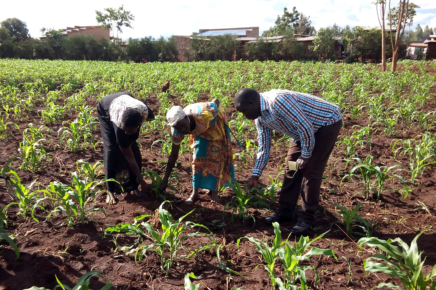 Refugees living in Uganda work on farming activities
