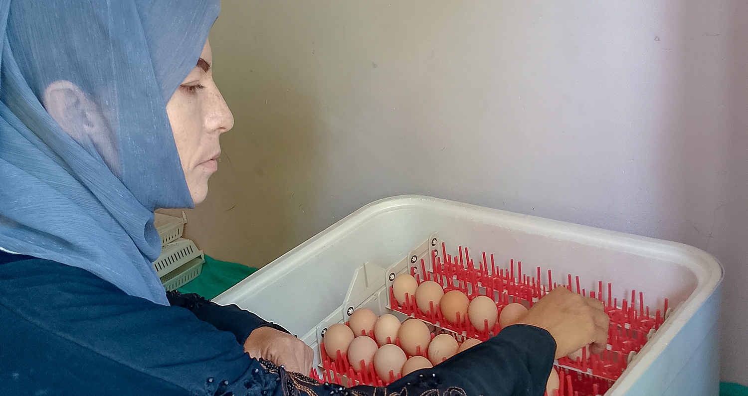 Khadija arranges eggs in her incubator.