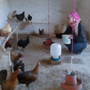 Khadija adds feed to a food holder in her chicken coop.