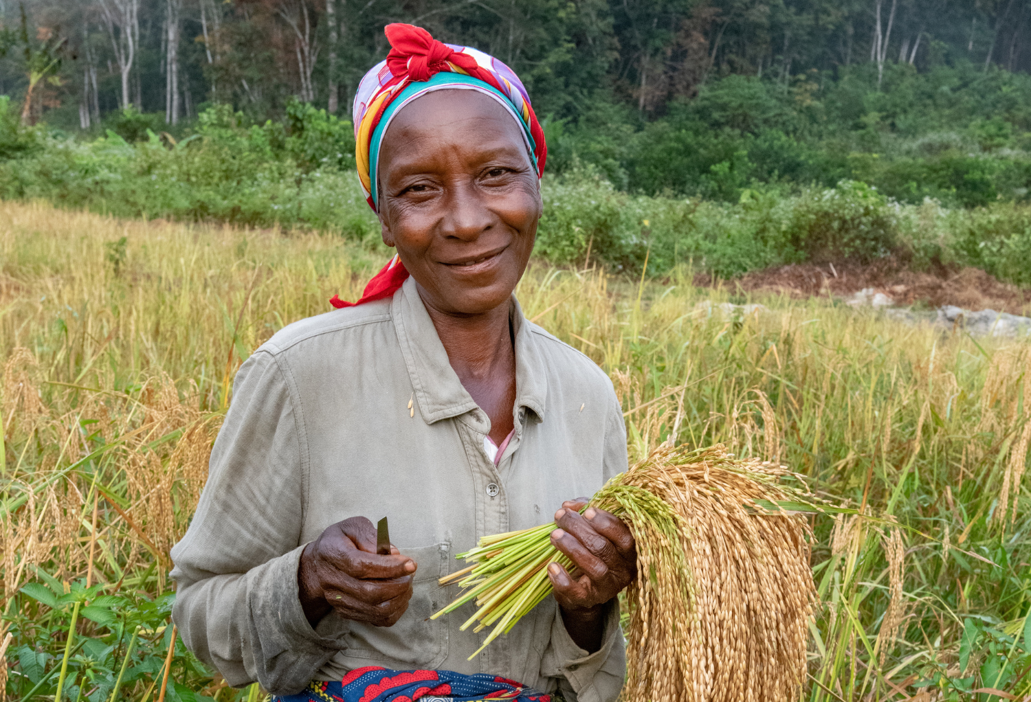 An image of a woman farmer standing in a rice field in Liberia and holding harvested rice.