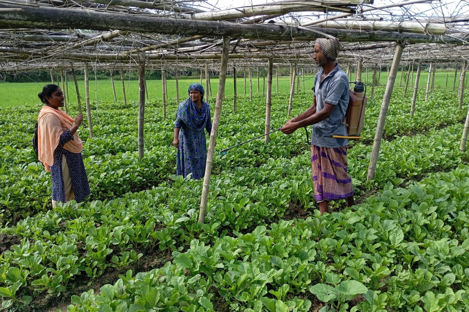 Rozina speaks to another woman and man in her field as she tends to her thriving crops.