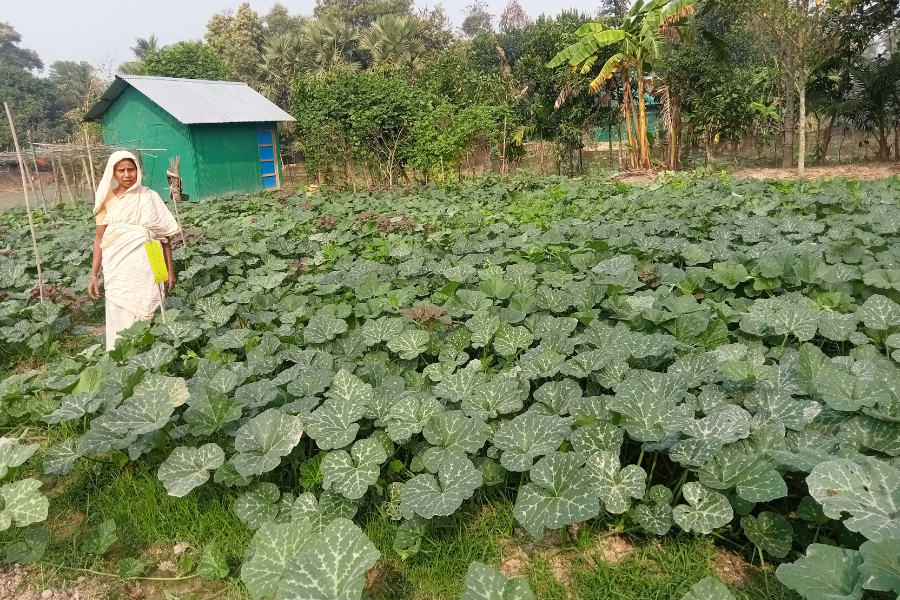 A woman impacted by the flash floods in Bangladesh surveys her now thriving farm.