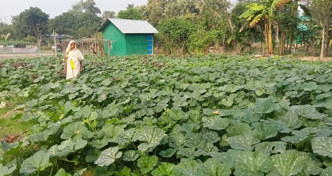 A woman impacted by the flash floods in Bangladesh surveys her now thriving farm.