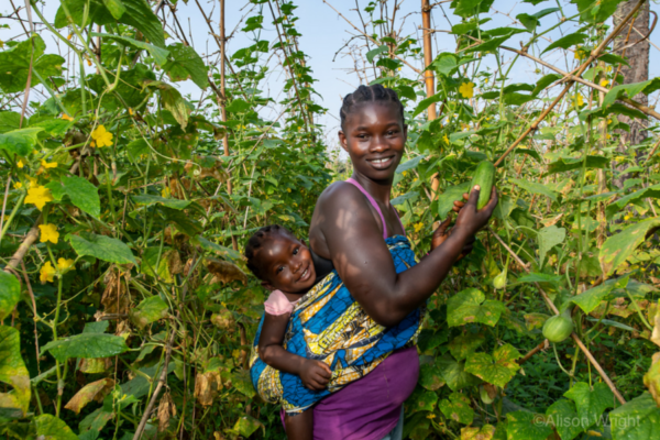 Patience picks cucumbers while her young baby Bendu is strapped on her back.