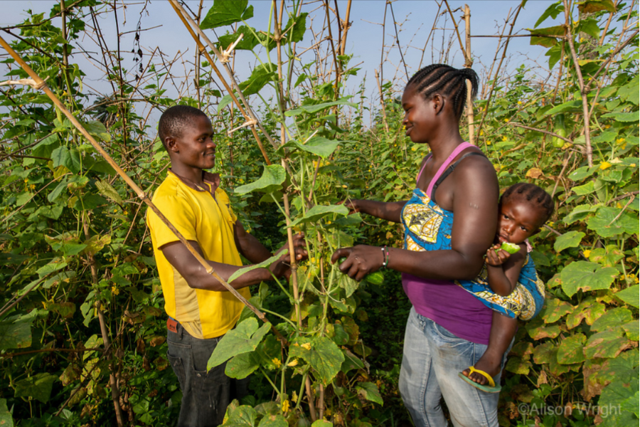Patience, with her baby on her back, picks cucumbers with Matthew.